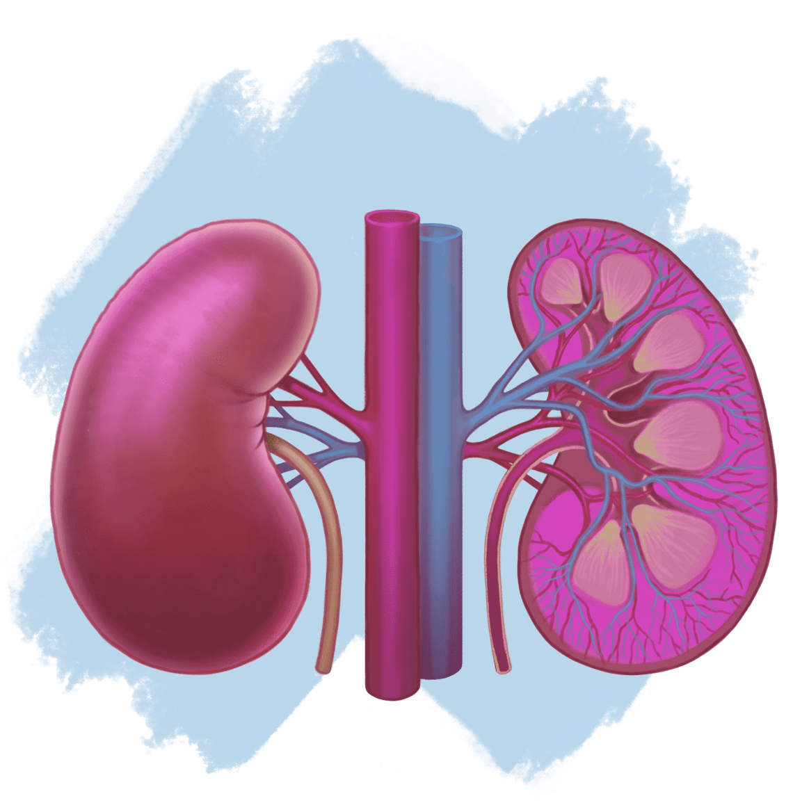  Illustration of left kidney and right kidney cross section