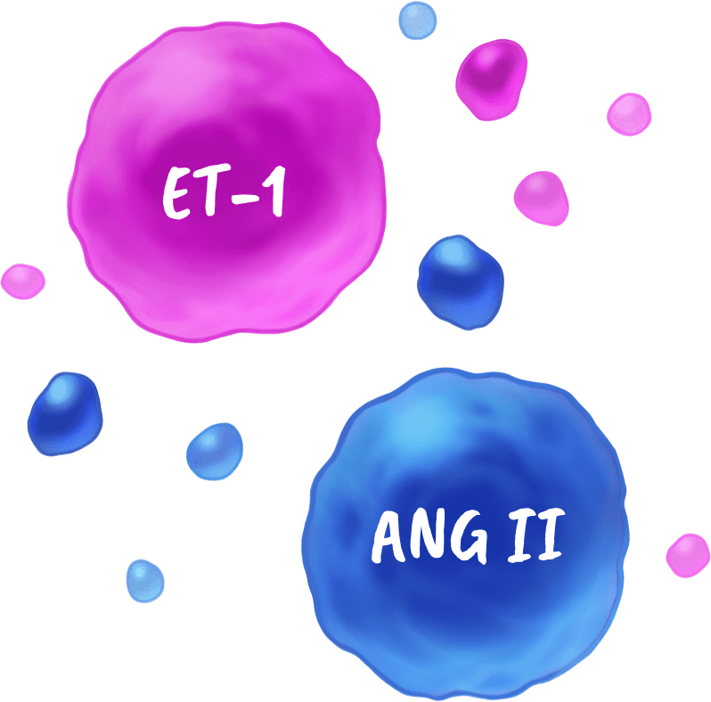 Magenta and blue circles representing 2 molecules, ET-1 and Ang II